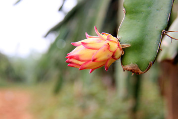 火龙果花