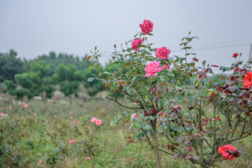 月季花 玫瑰花