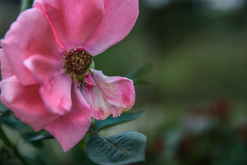 月季花 玫瑰花