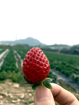 草莓特写