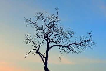 枯树枝蓝天