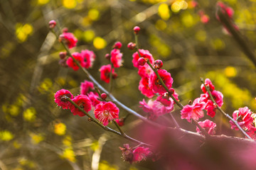 梅花