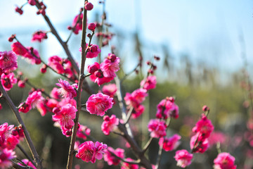 梅花 赏梅