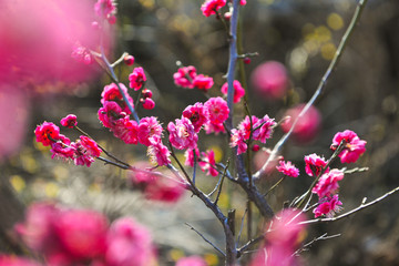 红梅 梅花