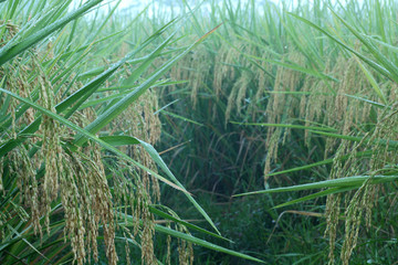 水稻 稻谷