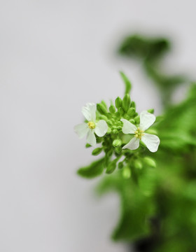 萝卜花  小白花