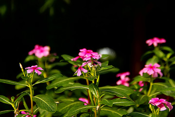 长春花