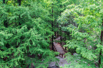 北京植物园木栈道