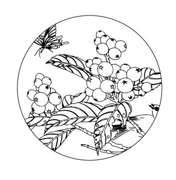 枇杷山鳥圖矢量白描線稿裝飾雕刻