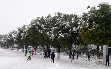 雪地森林