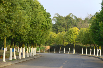 行道树 林荫道 道路绿化