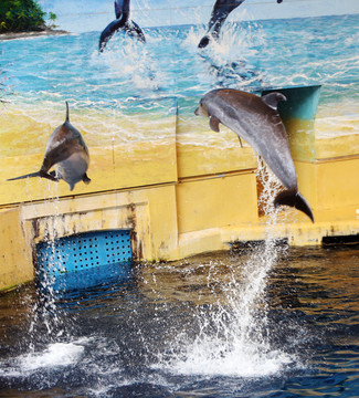 腾飞的海豚 海豚表演