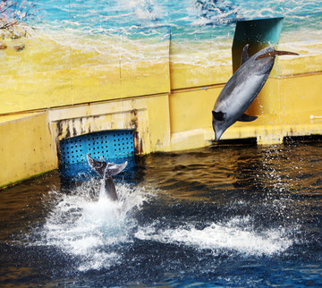 海豚 海豚跳水