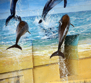 跳跃的海豚 海豚表演