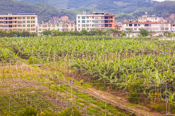 雁塔村 芭蕉林