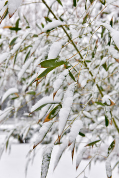 雪竹 竹子 意境 绘画