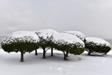 植物 树木 雪景 冬天 装饰画