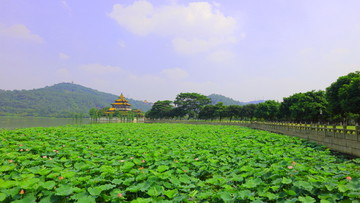 公园荷花池 佛山顺峰山公园