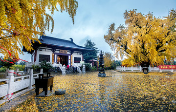 南京浦口惠济寺古银杏树