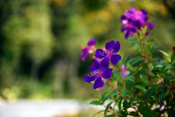 野牡丹花