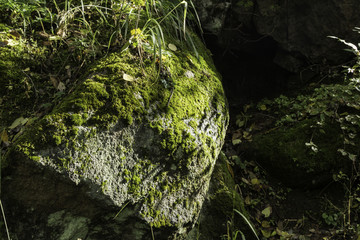 喇叭沟门原始森林公园山石苔藓