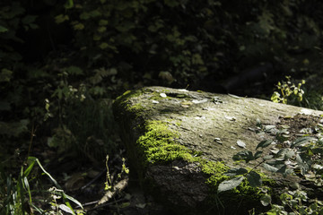 喇叭沟门原始森林公园山石苔藓