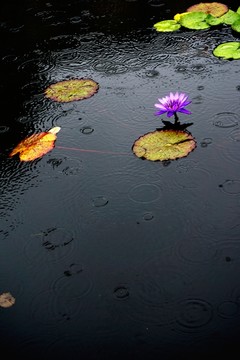 雨中睡莲