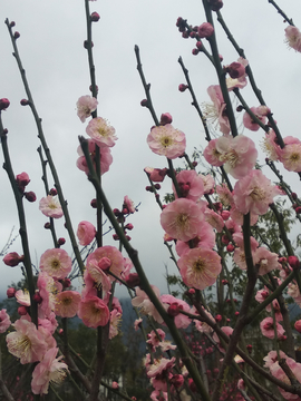 梅花花枝