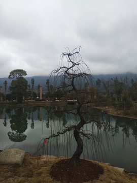 湖畔树木风景