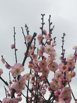 梅花枝头