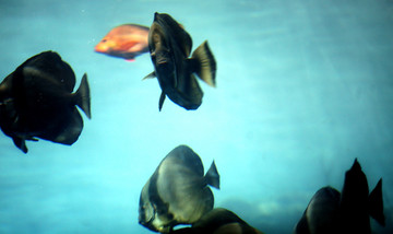 深海鱼群 鱼群摄影