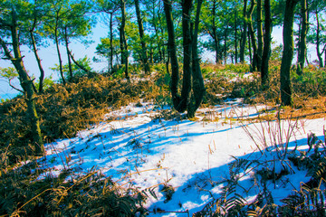 残雪 松树