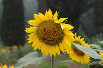 奧林匹克森林公園葵花
