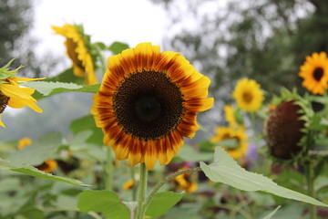 奧林匹克森林公園葵花