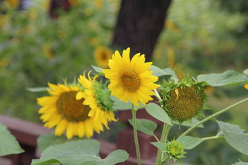 奧林匹克森林公園葵花