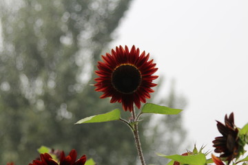 奧林匹克森林公園葵花