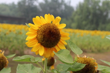 奧林匹克森林公園葵花