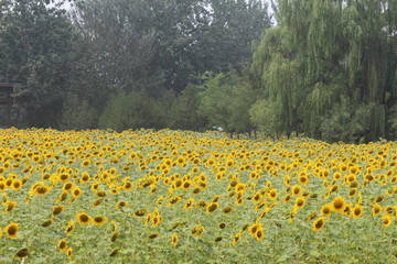 奧林匹克森林公園葵花