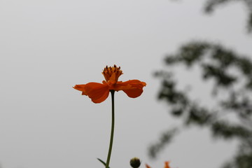 奧林匹克森林公園野花