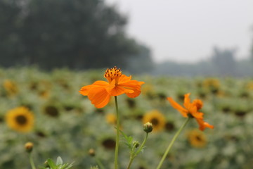 奧林匹克森林公園野花