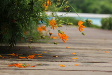 奧林匹克森林公園 野花
