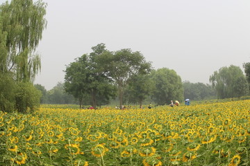 奧林匹克森林公園葵花