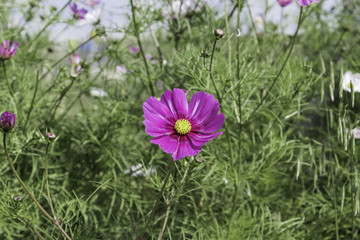 草原天路格桑 花