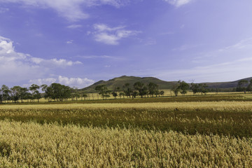 草原天路莜麦田