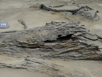 古木化石