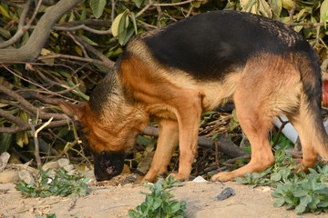 宠物狗 德国牧羊犬 狼犬