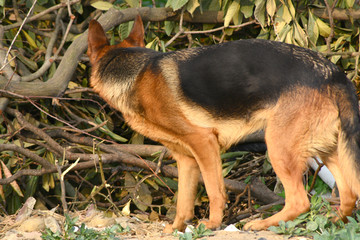 宠物狗 德国牧羊犬 狼犬