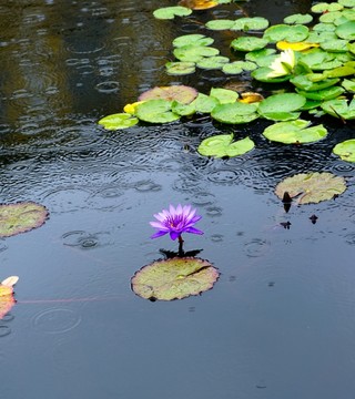 紫色睡莲花