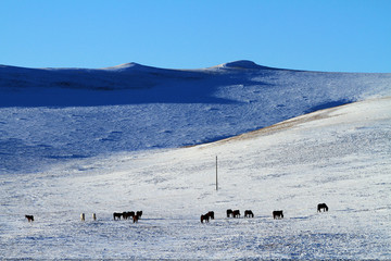 山地雪原牧场马群