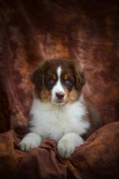 澳大利亚牧羊犬